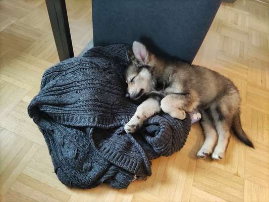 Welpen Bilder !-Beitrag-Bild