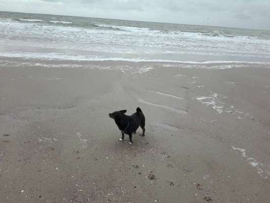 Dogorama Photo Challenge - Tierischer Urlaub-Beitrag-Bild