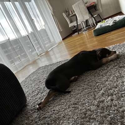 Hundetreffen-Welpentreff-Spzialkontakt-Bild