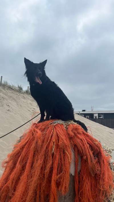 Hunde Porträt (Portrait) Galerie....-Beitrag-Bild