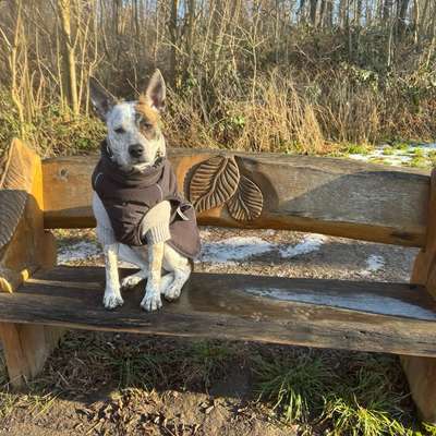 Hundetreffen-Spiel- und Gassitreffen-Bild