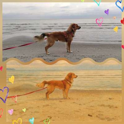 Hundetreffen-Gemeinsames spazieren