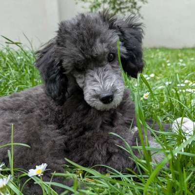 Hundetreffen-Zwergpudel Welpe sucht Spielpartner-Bild