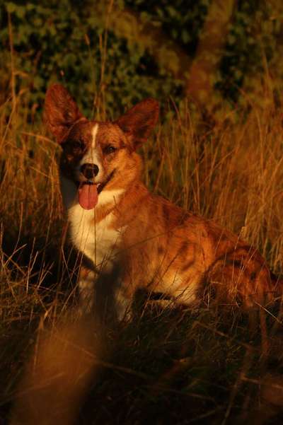 Hundetreffen-Social Work und Training-Bild