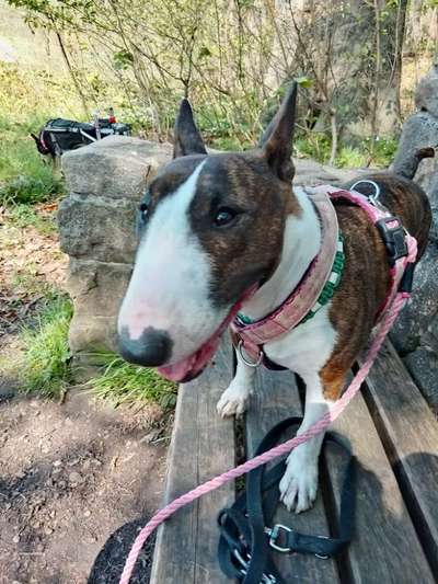 Hundetreffen-Gassirunde-Bild