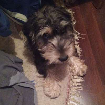 Hundetreffen-Welpen, Junghunde treffen