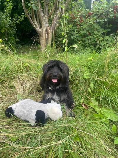 Hundetreffen-Spielerunde/Gassirunde-Bild