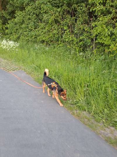 TierschutzhundeStammtisch🐕-Beitrag-Bild