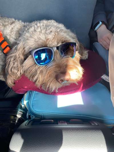 Dogorama Photo Challenge - Tarnung ist alles-Beitrag-Bild