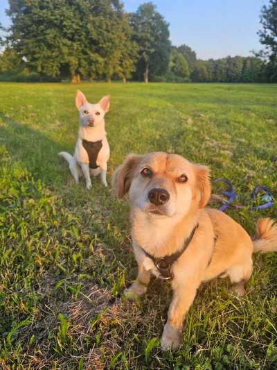 Hundetreffen-Training, Spaziergänge, Spiel-Bild