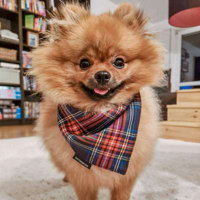 Hundetreffen-Spiel- und Gassirunde für kleine, schüchterne Hunde-Bild