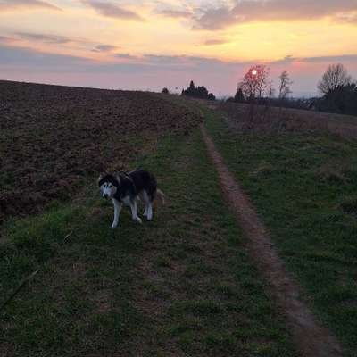 Hundetreffen-Social Walk / Gemeinsames Gassigehen-Bild