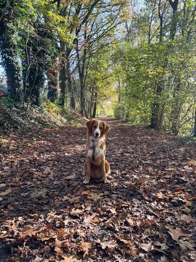 Hundetreffen-Carlo sucht Freunde-Bild