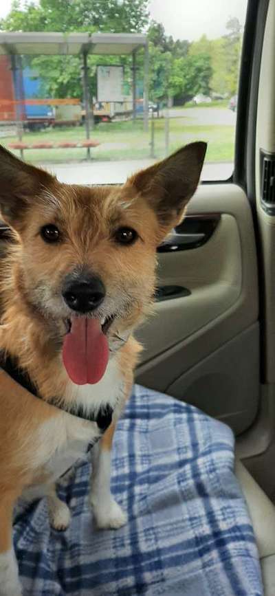 Foto Challenge Thema "Hunde im Auto"-Beitrag-Bild