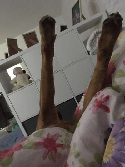 Hands,äh Pfoten up in the Air-Beitrag-Bild