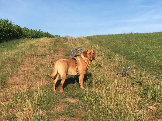 Der Gewichts-Thread-Beitrag-Bild