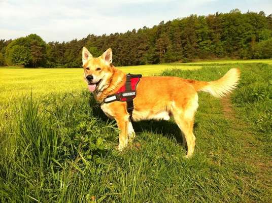 Unsere Fellnasen im Regenbogenland-Beitrag-Bild