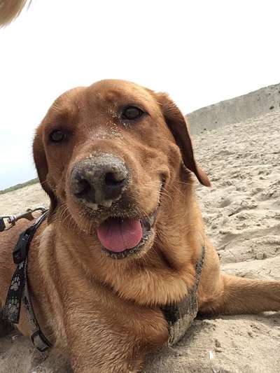 Dogorama Photo Challenge - Tierischer Urlaub-Beitrag-Bild