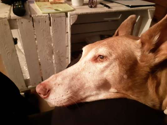 Die Dogorama Kalender Challenge Titelbild-Beitrag-Bild