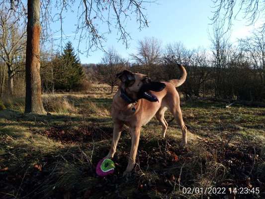 Zeigt eure Malinois!!!-Beitrag-Bild