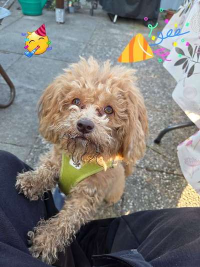 Hundetreffen-Zu zweit bringt das schnüffeln mehr Spaß-Bild
