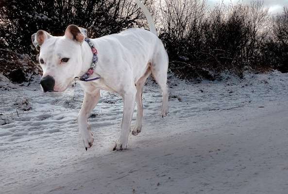 "Bulligere Arten" auch hier? :) Amstaff etc..-Beitrag-Bild