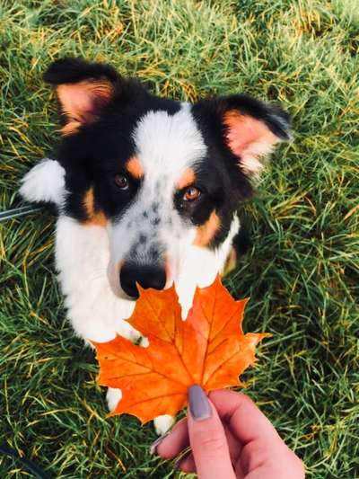 Herbst Bilder-Beitrag-Bild