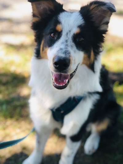 Reinrassige Hunde?-Beitrag-Bild