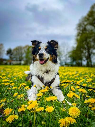 9.Farben-Fotochallenge            Gelb-Beitrag-Bild