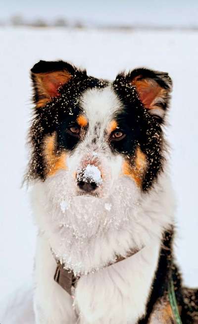 Dogorama Photo Challenge - Winterstimmung-Beitrag-Bild