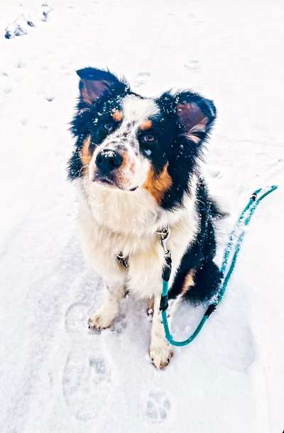 Dogorama Photo Challenge - Portrait-Beitrag-Bild