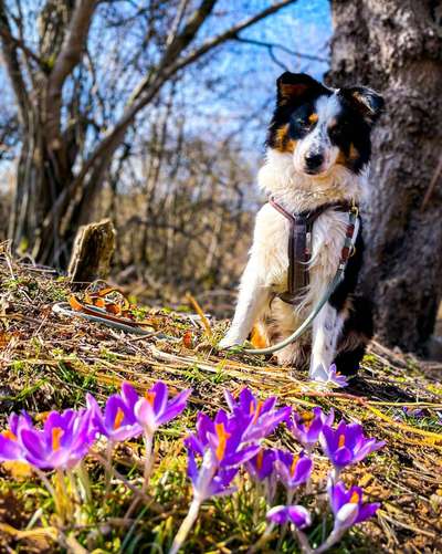 Dogorama Photo Challenge - die ersten Frühjahrsblumen-Beitrag-Bild