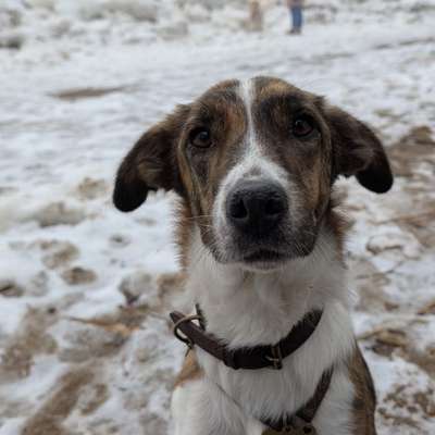 Hundetreffen-Tierschutzmaus sucht Anschluss-Bild