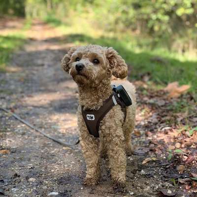 Hundetreffen-Regelmäßige Gassi Runden-Bild