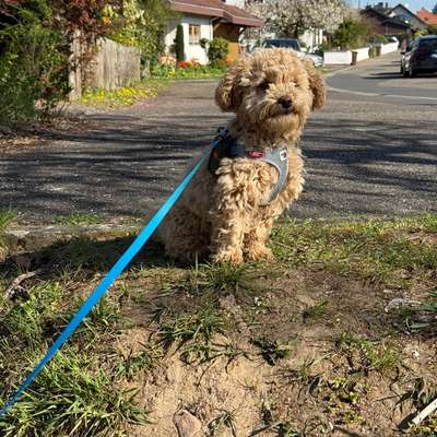 Hundetreffen-Spielkameraden und Gassirunden-Bild