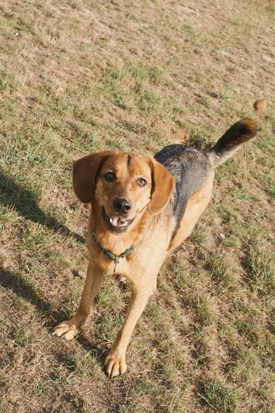 Mischlingshunde Foto Aufruf-Beitrag-Bild