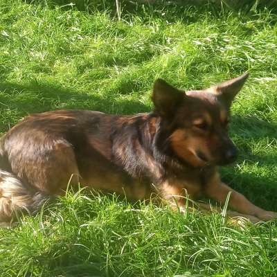 Hundetreffen-Dog walk, playdate and other-Profilbild