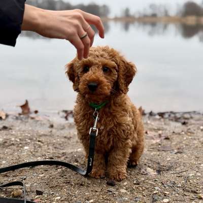 Hundetreffen-Welpentreff für verspielte Hunde-Bild