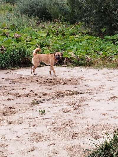 Akita Inu/American Akita (Mix) halter.-Beitrag-Bild