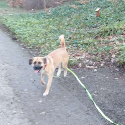 Mischlinge raten - Rätselspaß-Beitrag-Bild