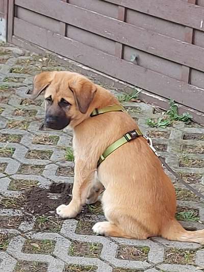 Wo sind die Golden Retriever Liebhaber?-Beitrag-Bild