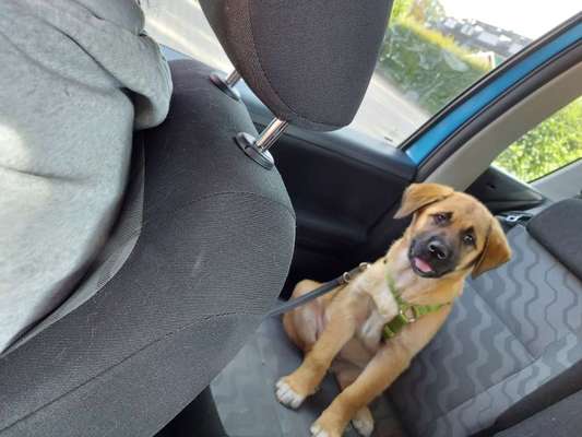 Wie groß waren eure welpen ?-Beitrag-Bild