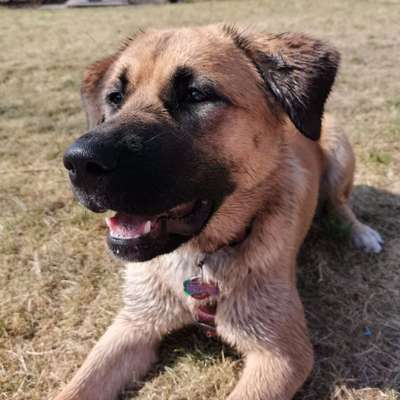 Akita Inu/American Akita (Mix) halter.-Beitrag-Bild