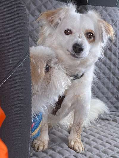 Comedyprogramm Hund:-Beitrag-Bild