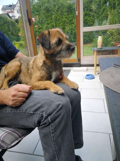 Border Terrier-Beitrag-Bild