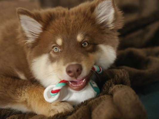 Nordische Hunde-Beitrag-Bild