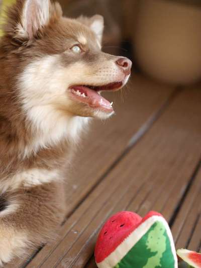 Seltene Rassen!-Beitrag-Bild