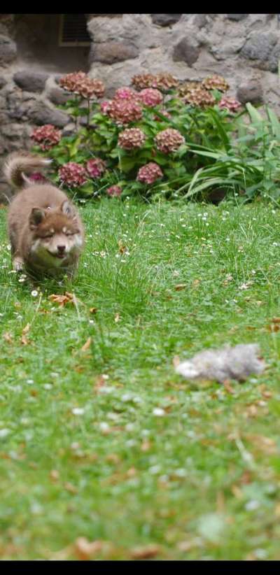 Fotosammlung: ,,Der natürliche Hund" Unbearbeitet, ungestellt und in Natura-Beitrag-Bild
