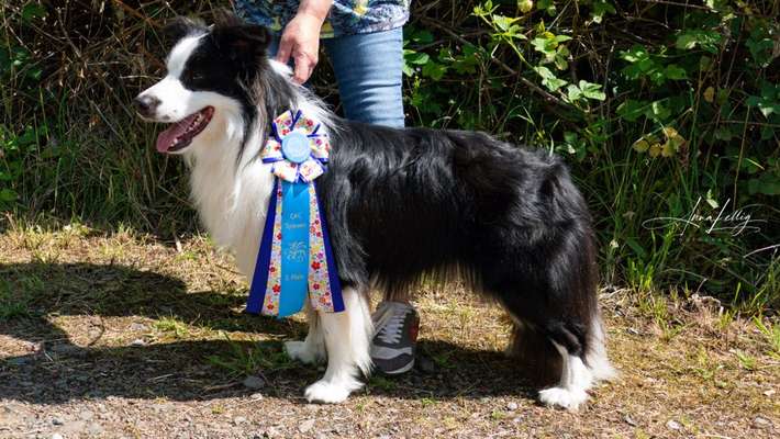 Hundetreffen-Treffen für gemeinsame Ausstellungen-Bild