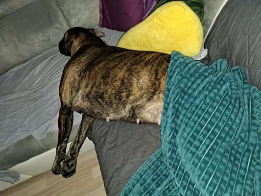 Hängende Zitzen-Beitrag-Bild